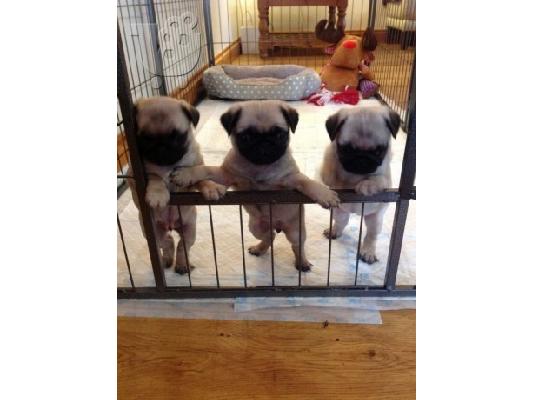 PoulaTo: Pug κουτάβια.